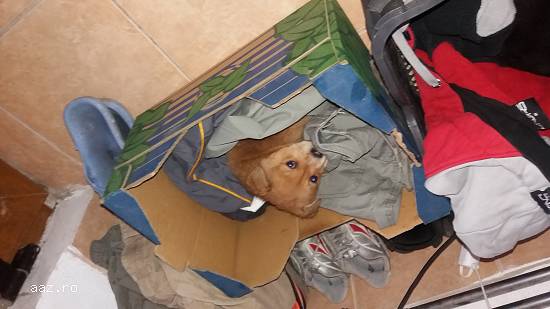 Donatii 2 catelusi abandonati