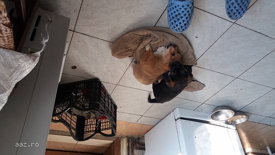 Donatii 2 catelusi abandonati