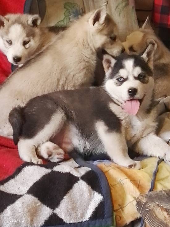 vand catei husky siberian ochi albastri.