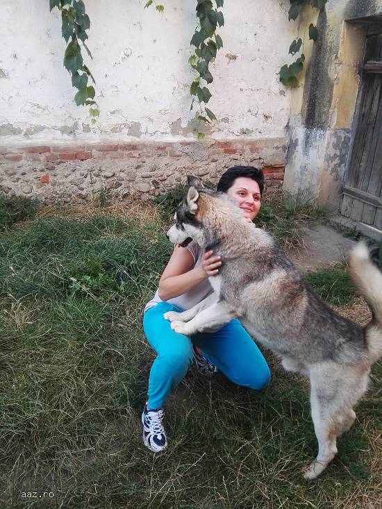 vand catei husky siberian ochi albastri.