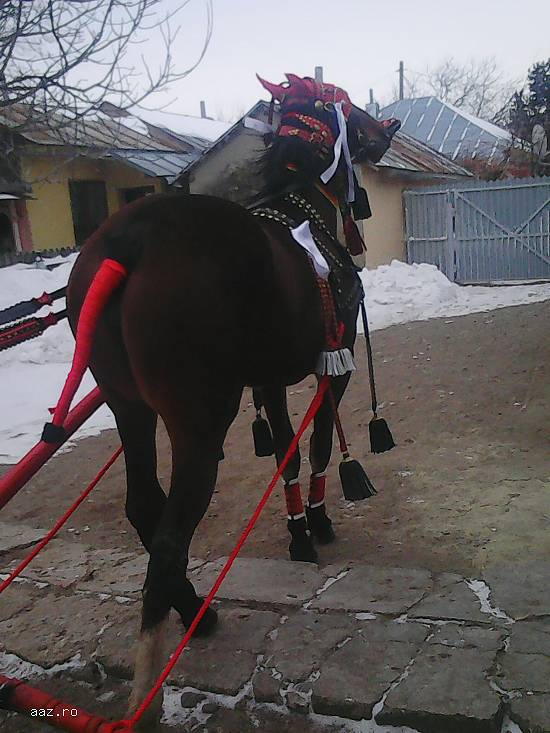Vand iapa lipitan