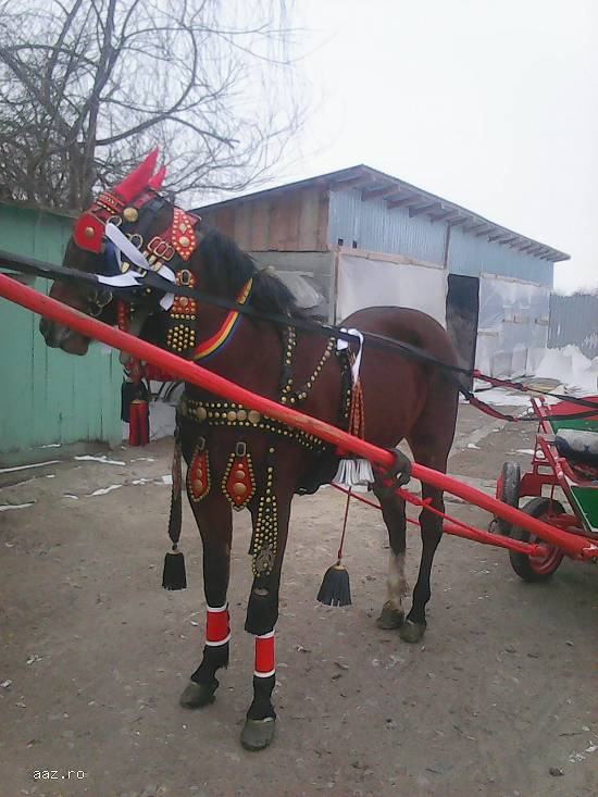 Vand iapa lipitan