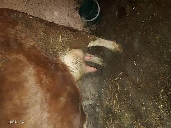 Vaca cu vitea