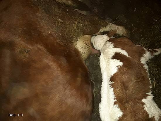Vaca cu vitea