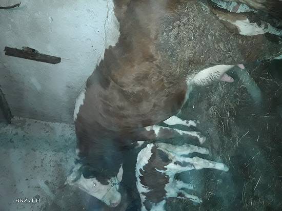 Vaca cu vitea