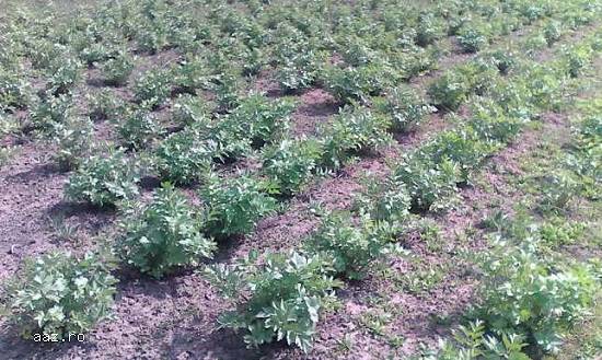 Radacini Leustean pt plantat