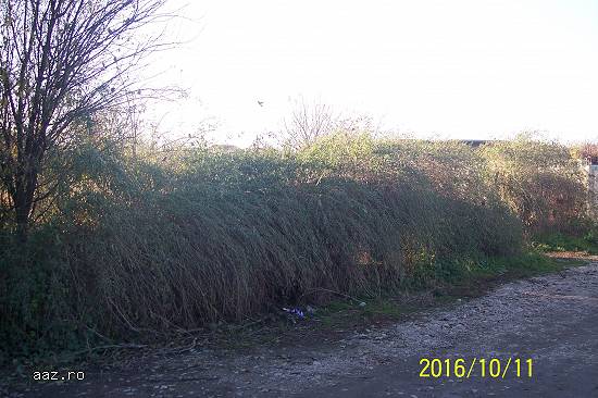 Teren intravilan,    1500 mp,    Toate utilitatile