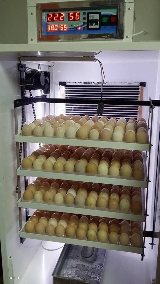 Incubator oua automat