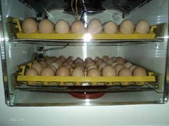 Incubator oua automat