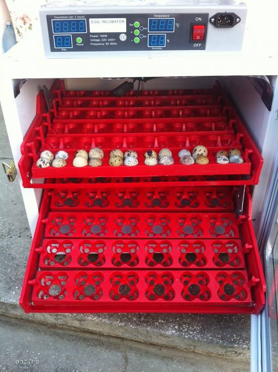 incubator oua prepelita