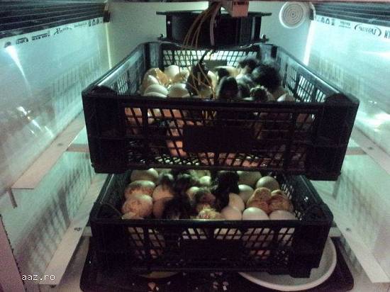 incubator oua prepelita