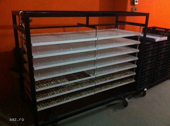 incubator oua prepelita