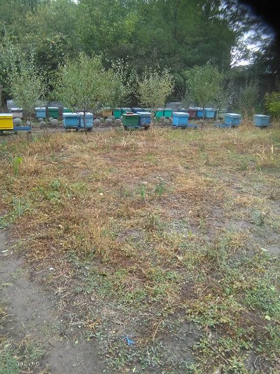 FAMILII ALBINE  ,   CALARASI ( ZONA LEHLIU )