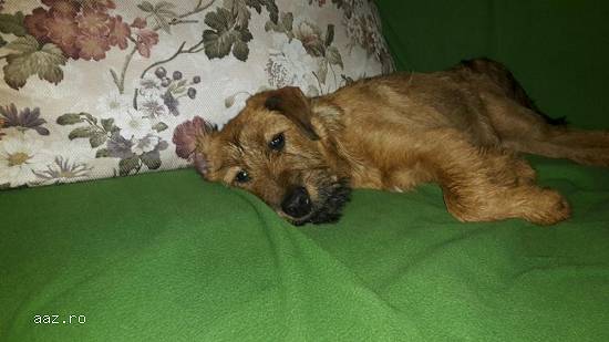 Mascul irish terrier (terier irlandez)