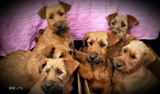 Mascul irish terrier (terier irlandez)