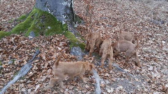 Mascul irish terrier (terier irlandez)