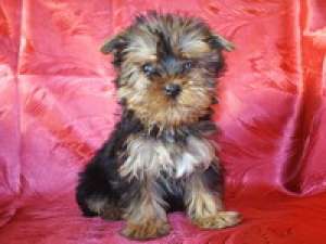 VAND CATELUSI  YORKSHIRE TERRIER