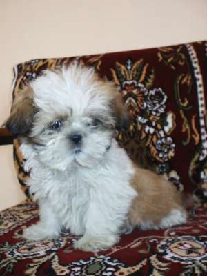 VAND CATELUSI  SHIH-TZU