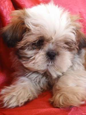 VAND CATELUSI  SHIH-TZU