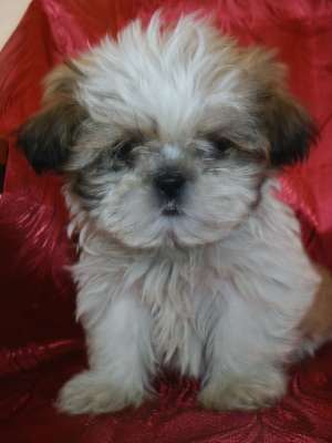 VAND CATELUSI  SHIH-TZU