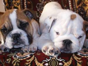VAND CATELUSI  BULLDOG ENGLEZ