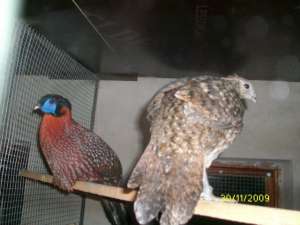 tragopan cabot