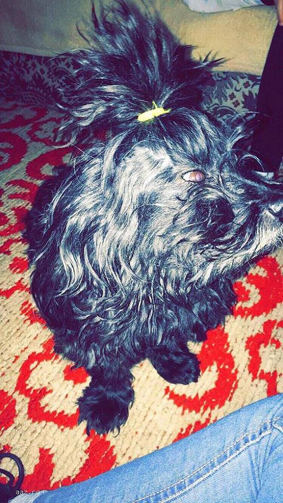 Pierdut Bichon