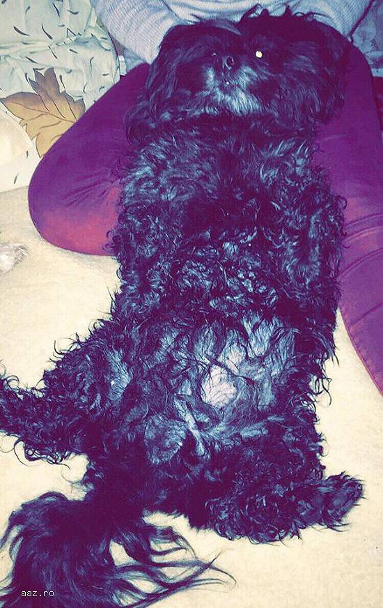 Pierdut Bichon