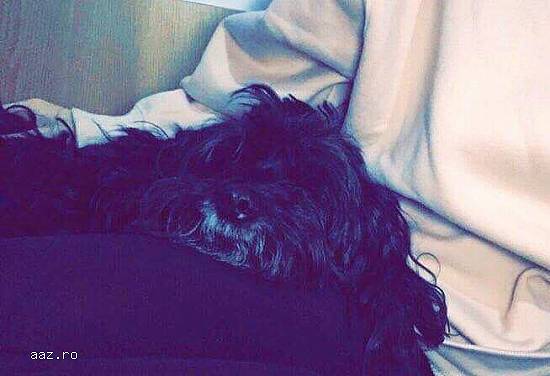 Pierdut Bichon