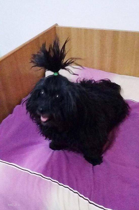 Pierdut Bichon