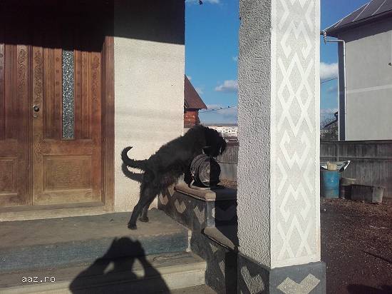 caini de trufe lagotto