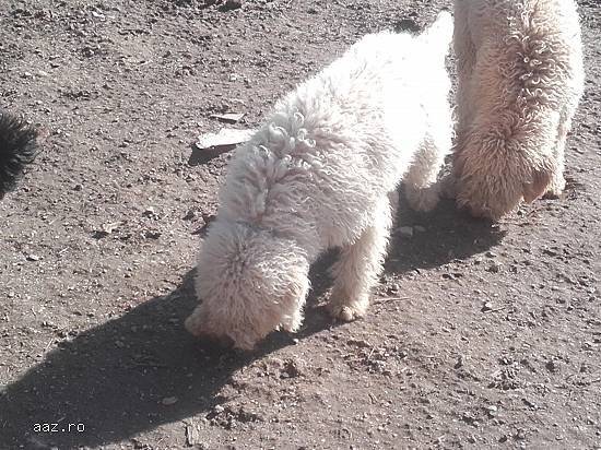 caini de trufe lagotto