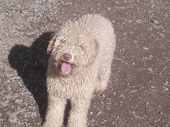 caini de trufe lagotto