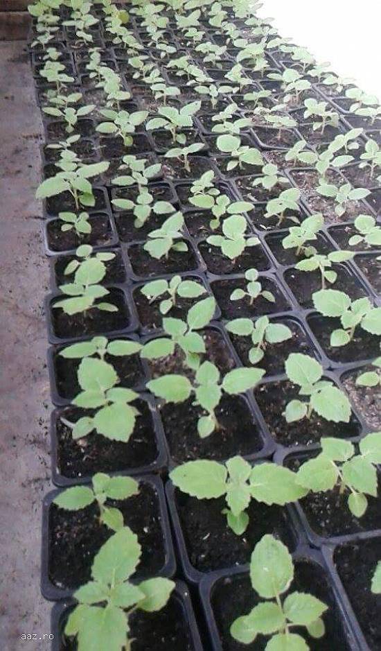 paulownia la ghiveci