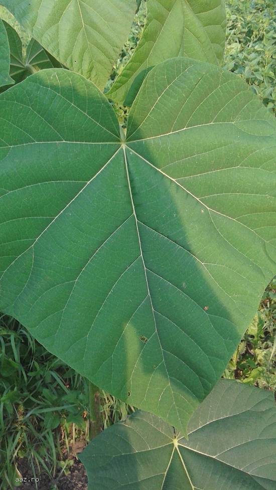 paulownia la ghiveci