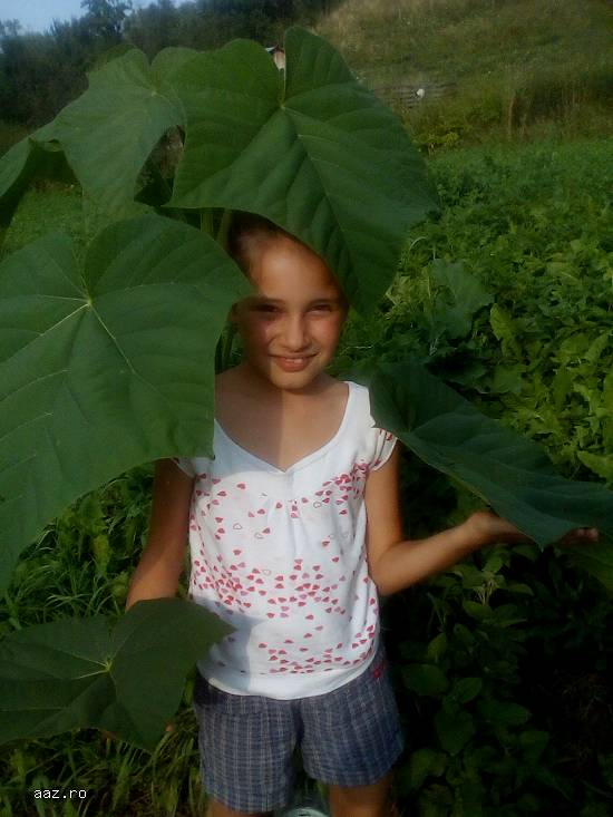 paulownia la ghiveci