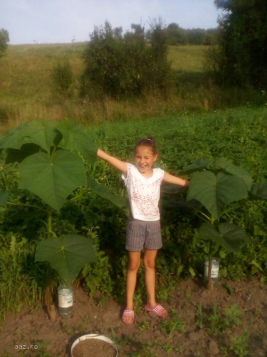 paulownia la ghiveci