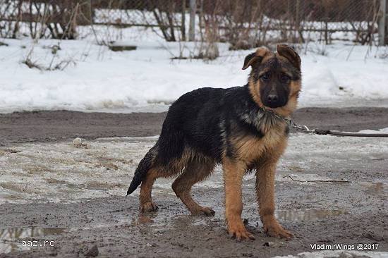Caine ciobanesc de vanzare