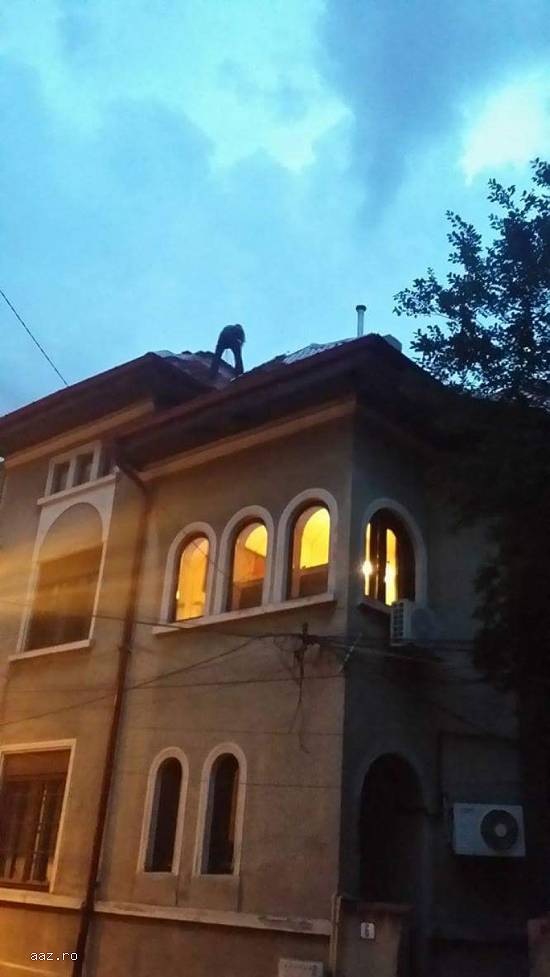 Reparatii tigla metalica