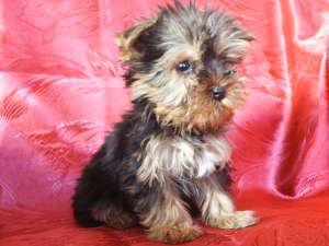 VIND CATELUSI  YORKSHIRE TERRIER  MOPS