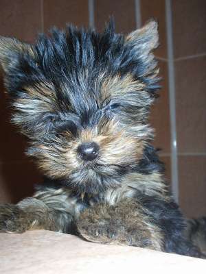 VIND CATELUSI  YORKSHIRE TERRIER  MOPS