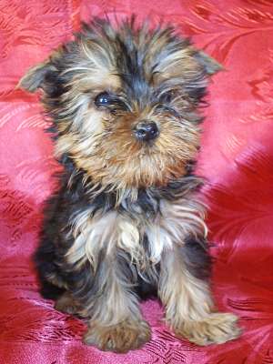 VIND CATELUSI  YORKSHIRE TERRIER  MOPS