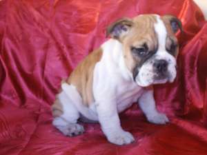 VAND CATELUSI BULLDOG ENGLEZ