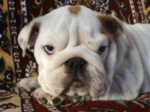 VAND CATELUSI BULLDOG ENGLEZ