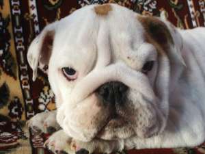 VAND CATELUSI BULLDOG ENGLEZ