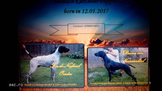 Brac german nascuti in 12 .01.2017