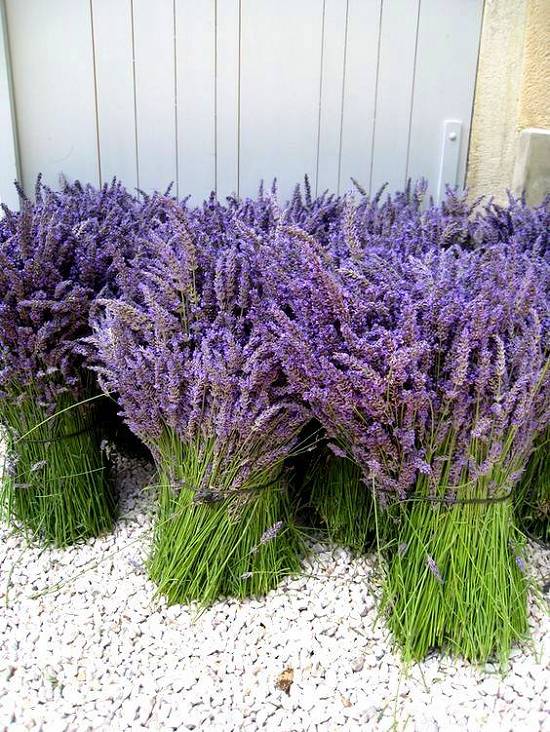 VAND SEMINTE LAVANDA -LAVANDULA ANGUSTIFOLIA