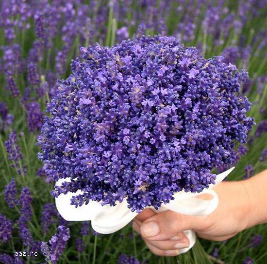 VAND SEMINTE LAVANDA -LAVANDULA ANGUSTIFOLIA