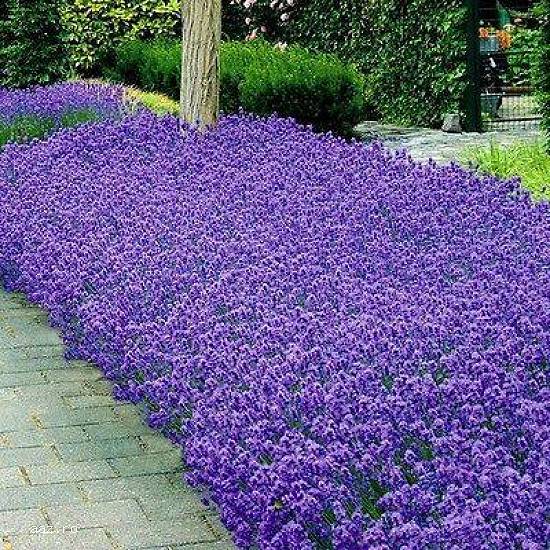 VAND SEMINTE LAVANDA -LAVANDULA ANGUSTIFOLIA