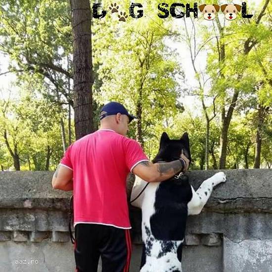 Dresaj canin Bucuresti
